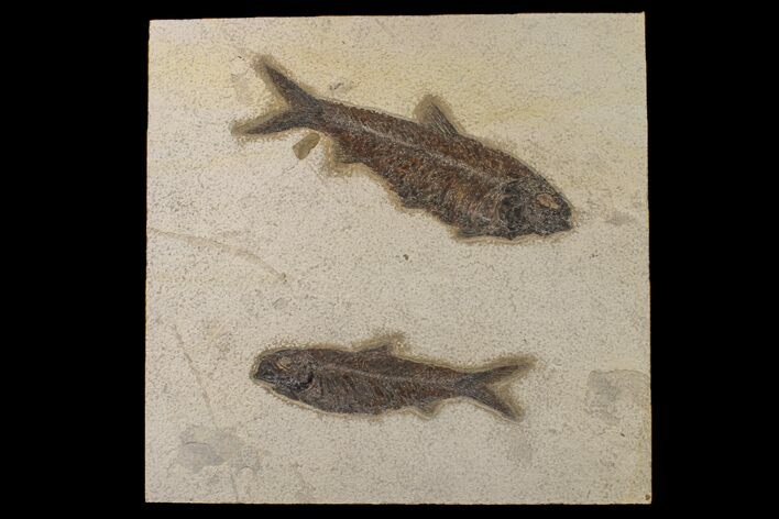 Two Large, Detailed Fossil Fish (Knightia) - Wyoming #163444